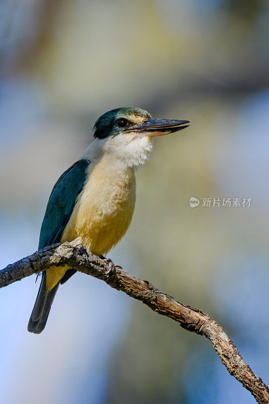 神圣的翠鸟(Todiramphus sanctus)